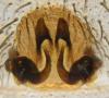 Trochosa robusta